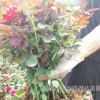 基地现货供应月季苗 室内桌面四季开花带花苞小盆栽花卉植物月季