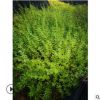 农户直销 迎春花 开黄花的迎春 长度30-1米的迎春品种好 规格