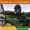 20年进口日本罗汉松造型树精品庭院树规格齐全湖南基地厂家直销