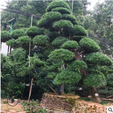 30公分日本罗汉松造型树园林工程绿化精品树苗规格齐全厂家直销