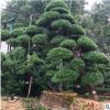 30公分日本罗汉松造型树园林工程绿化精品树苗规格齐全厂家直销