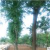 工程园林绿化皂角树1-30公分规格齐全皂荚树绿化园林苗木皂角树