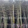 5米观赏竹基地直销高度2-7米观赏竹 罗汉竹紫竹刚竹等各种竹子