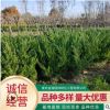 基地批发龙柏苗丛生小龙柏 园林绿化苗木小龙柏球龙柏树 规格齐全