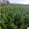 龙柏基地直供绿化小龙柏 四季常青龙柏球 各种规格量大批发小龙柏