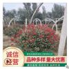 苗木基地直供红叶石楠球 四季常青庭院绿化石楠球 批发红叶石楠球