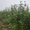 丛生木槿基地常年批发木槿庭院工程绿化树苗出售各种规格丛生木槿