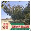 出售樱花树8-15公分日本晚樱南北方种植盆栽地栽规格齐全早樱晚樱