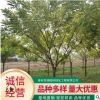 供应早晚樱花树苗 8到20cm樱花树 树形美观 当年开花日本晚樱