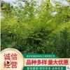 景松全国供应 耐寒耐旱景松山东基地大量现货 南北方种植造型松树