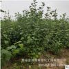 基地批发供应丛生木槿 庭院观赏工程绿化用丛生木槿 量大从优