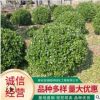 基地直销工程园林绿化 卫矛球四季常青植物 优质卫矛球量大从优