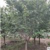 基地批发樱花树 园林现挖现卖日本晚樱 绿化樱花树规格齐全