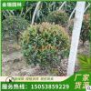 红叶石楠球 现货 四季常青庭院绿化苗木 园林红叶石楠球