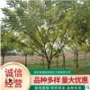 苗木基地直供金枝槐 工程绿化观赏矮杆金枝槐 造型金枝槐批发