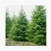 雪松树苗鲜活圣诞树庭院盆栽地栽南方北方种植黑松树苗四季常青