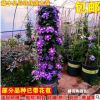 铁线莲大苗 盆栽藤本爬藤花卉重瓣铁线莲阳台庭院植物 带盆发货