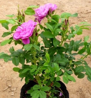平阴玫瑰花苗大马士革当年开花庭院阳台花卉盆栽可食用可做花茶