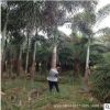 福建狐尾椰子 专业种植 批发 各种棕榈植物 大王椰子 海南椰子
