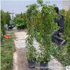 基地直销炮仗花专业种植 各种炮仗藤报价 爬藤植物批发 攀援植物