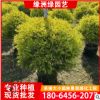 黄金宝树球 黄金香柳球 千层金球 漳州种植基地 承接绿化工程
