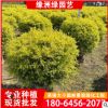 黄金香柳半球 千层金盆栽 黄金宝树行道树 庭院园林绿化 基地直供