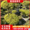 丛生黄金宝树 福建黄金香柳基地 绿化工程苗木 大量现货批发