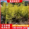 千层金大袋苗 庭院园林绿植 黄金香柳移植苗 漳州基地批发