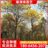 福建狐尾椰子产地 狐尾椰子移植苗 狐尾椰子价格 批发