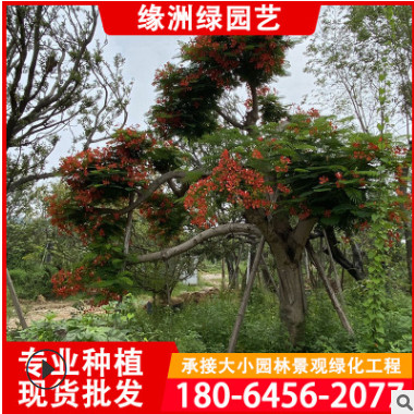 福建凤凰木种植基地 凤凰木景观树 庭院园林凤凰木