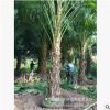 棕榈树绿化苗木蒲葵 杆高1-6米地苗移栽苗 自家大量供应蒲葵小苗