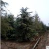 1-1.5-2-2.5-3-3.5-4-5-4.5-5-5.5-6-7-8米雪松树苗价格基地精品