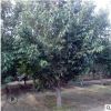 基地直销樱花苗南北方种植价格从优品种保障带土球发货樱花苗