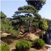 山东泰安造型松造型油松造型黑松造型景松泰山景松迎客松基地价格