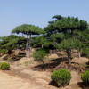 造型油松基地价格图片批发种植绿化树苗工程苗行情移栽苗成活率高