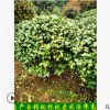 基地直销常绿灌木茶花苗茶花树 绿化苗木精品茶花球低价批发