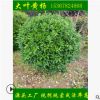 基地直销优质大叶黄杨床苗 四季常青 60公分黄杨球规格齐全