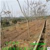 苗圃直销栾树 10公分的带冠/切杆/骨架栾树风景/行道栾树批发