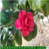 基地直销茶花树茶花苗 常绿灌木 绿化苗木精品茶花球低价批发