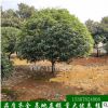 湖南园林绿化苗木八月桂花树大桂花树风景树8-10-10公分
