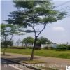 大量低价供应湖南合欢树 金合欢的价格 园林观赏植物