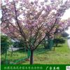 批发4公分樱花树苗 基地直销 量大优惠 出售樱花树苗