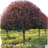 供应8公分红叶石楠 红叶石楠树 红叶石楠树苗 价格优惠