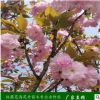 苗木工程绿化园林 樱花树苗价格 日本樱花3-6公分树苗