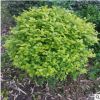 厂家直销彩色灌木绿篱苗女贞 金叶女贞苗价格 金叶女贞球
