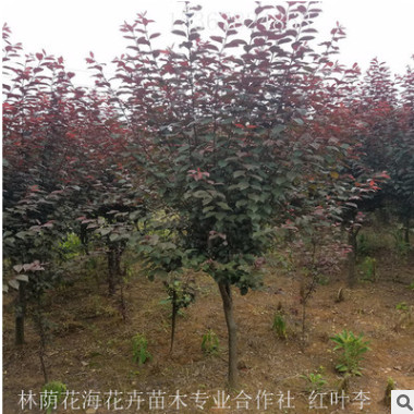 农户直销花灌木杜鹃春鹃球毛杜鹃别墅庭院绿篱植物量大优惠