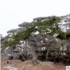 黑松景松树苗 造型各异 多种多样 泰山迎客松 山东基地现挖现发