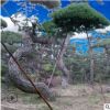 造型松树15-30公分树苗姿态各异层次多树形挺拔 种植基地常年供应