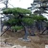 造型优美多样松树 观赏性高15-30公分树苗绿化工程庭院观赏种植树