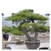 盆景松树基地直发3-3.5米酒店大堂摆放绿植园林绿化工程造型多样